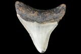 Bargain, Megalodon Tooth - North Carolina #76331-1